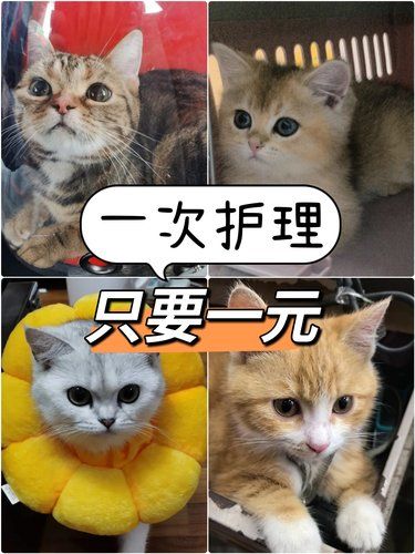 铲屎官赚钱小可爱花直到我发现了这里