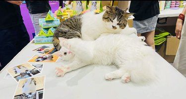 喵咪的心情日记