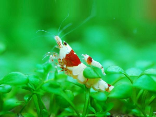 水晶虾的饲养温度