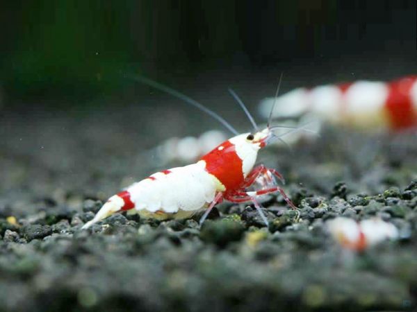 水晶虾的喂食要点