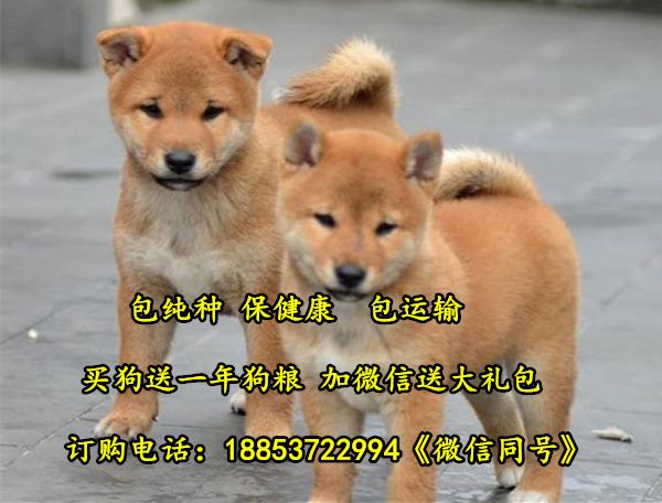 山东省日照市宠物市场