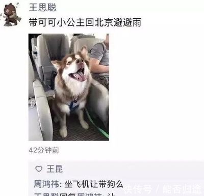 飞机让带狗吗