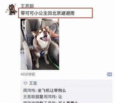 飞机让带狗吗
