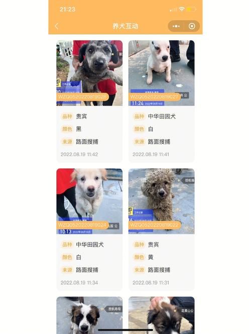 同城宠物领养赠送（有没有同城领养宠物的小程序）