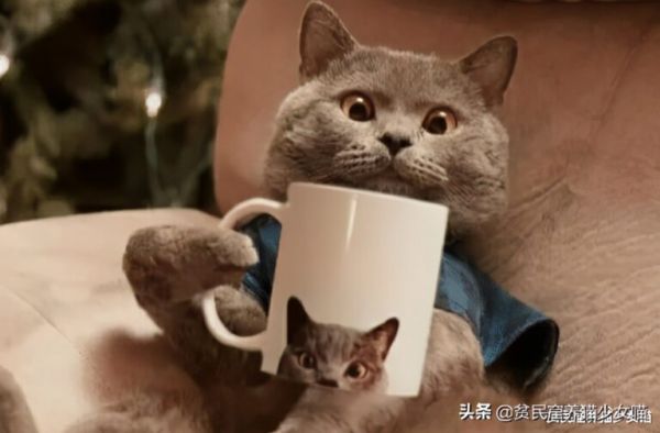 蓝猫真的一点也不蓝,它叫“蓝猫”都是因为这个