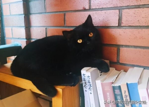 蓝猫真的一点也不蓝,它叫“蓝猫”都是因为这个