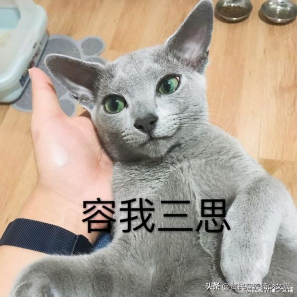 蓝猫真的一点也不蓝,它叫“蓝猫”都是因为这个