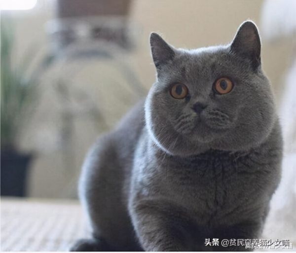 蓝猫真的一点也不蓝,它叫“蓝猫”都是因为这个
