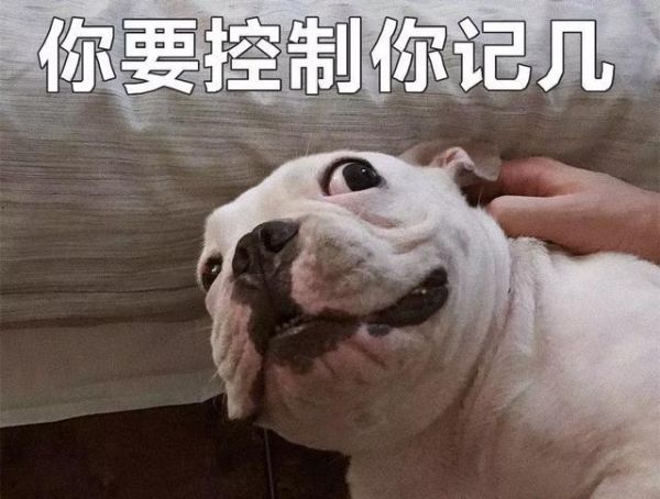 宠物搞怪?宠物搞怪名字!
