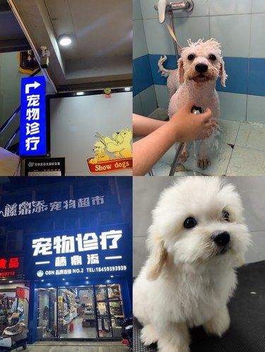 发现一家超棒的宠物医院和宠物美容一体店！