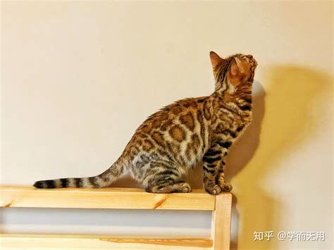 豹猫怎么养豹猫饲养技巧 - 第1张