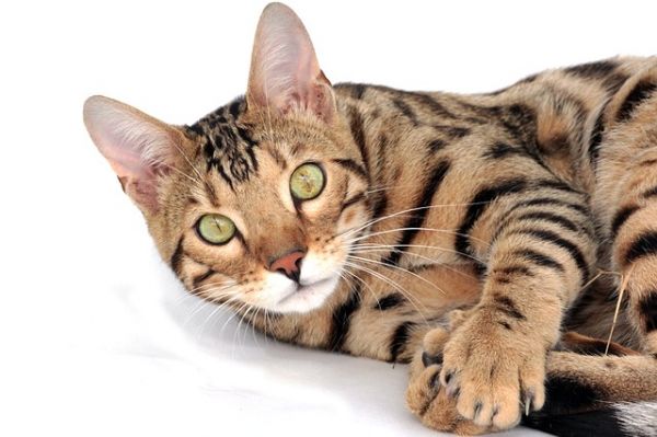 豹猫喜欢吃什么