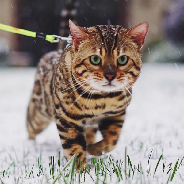 豹猫