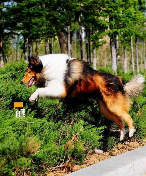 如何将你的宠物狗训练成一只优秀的牧羊犬（从基础训练到专业技能掌握）
