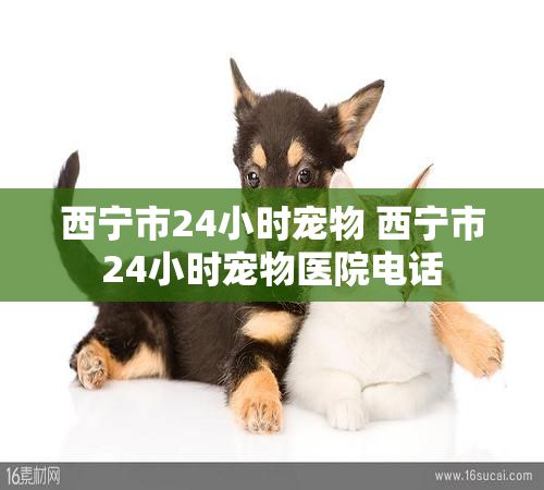 西宁市24小时宠物 西宁市24小时宠物医院电话