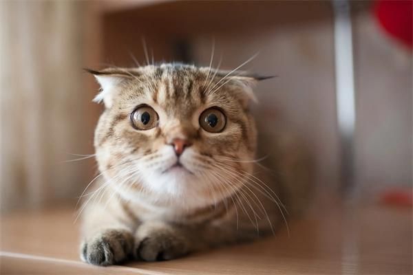 猫粮诱食剂有哪些？