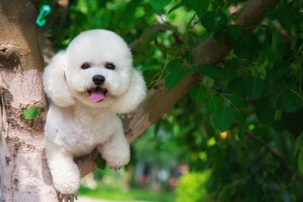 什么狗比较好养不生病不掉毛（想养一只不掉毛的狗）9