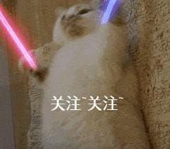 什么狗比较好养不生病不掉毛（想养一只不掉毛的狗）11