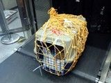 北京周边宠物托运空运陆运至全国各市县.安全高效 宠物托运公司电话