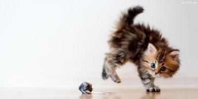 要是出门好几天，家里养的猫猫怎么办？这些可以帮到你