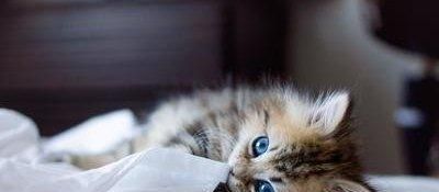 要是出门好几天，家里养的猫猫怎么办？这些可以帮到你