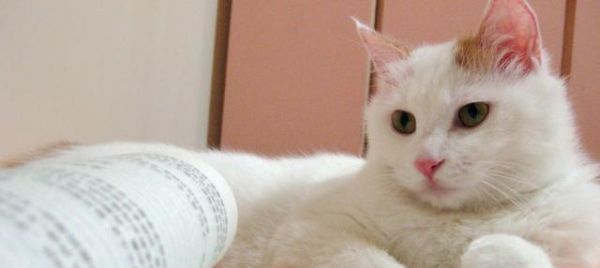 要是出门好几天，家里养的猫猫怎么办？这些可以帮到你