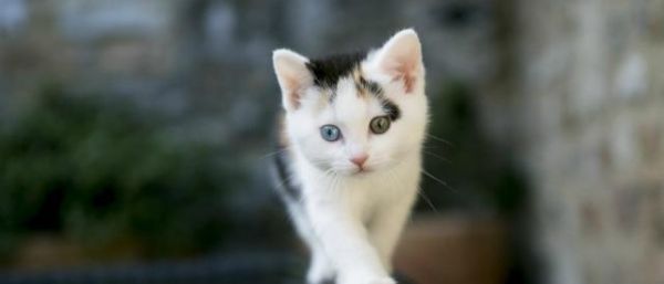要是出门好几天，家里养的猫猫怎么办？这些可以帮到你