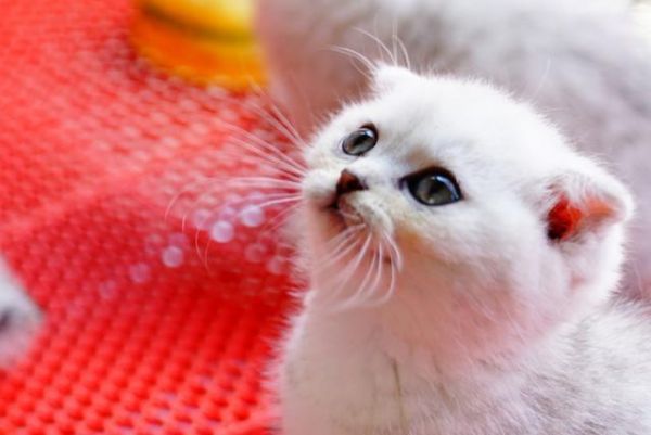 要是出门好几天，家里养的猫猫怎么办？这些可以帮到你