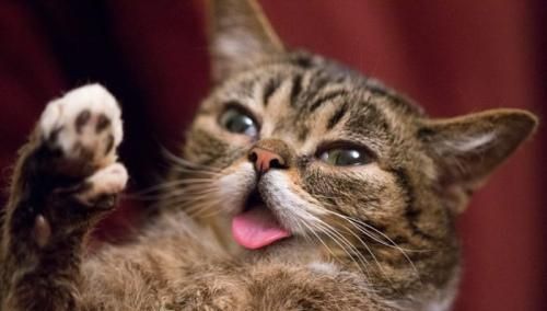 要是出门好几天，家里养的猫猫怎么办？这些可以帮到你