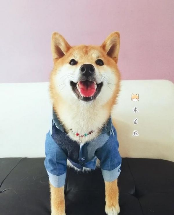 哪种狗最聪明又不臭_哪个品种的狗狗比较温顺，比较安静，不吵，并且比较好饲养