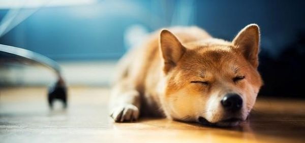 哪种狗最聪明又不臭_哪个品种的狗狗比较温顺，比较安静，不吵，并且比较好饲养