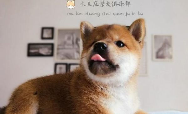 哪种狗最聪明又不臭_哪个品种的狗狗比较温顺，比较安静，不吵，并且比较好饲养