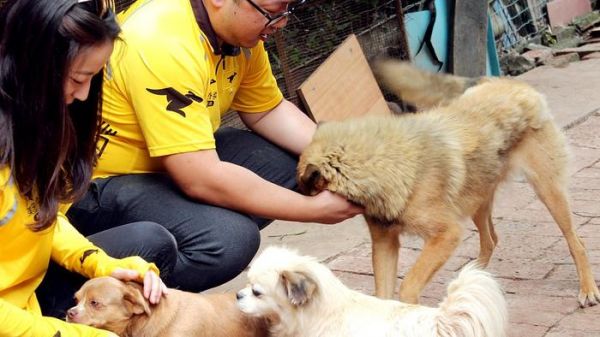 没有抛弃哪来流浪！走进昆明最困难流浪犬救助站，看哭了