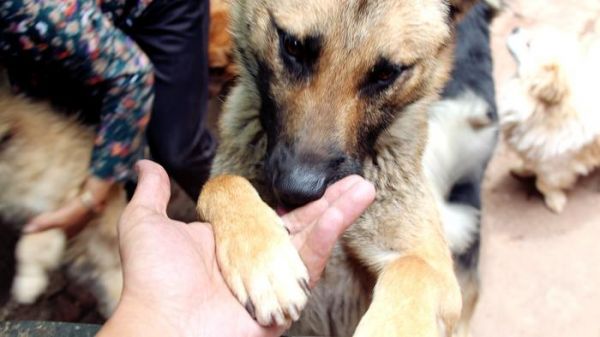 没有抛弃哪来流浪！走进昆明最困难流浪犬救助站，看哭了