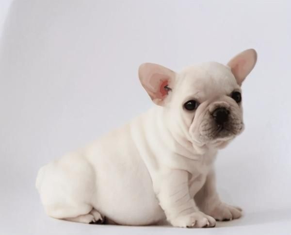 小型宠物犬有哪几种