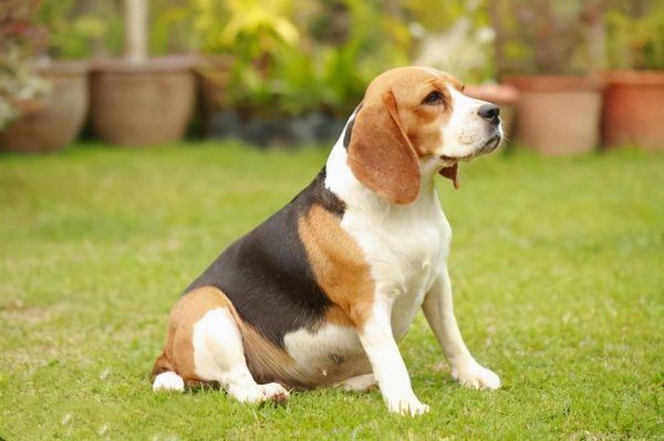 小型宠物犬有哪几种