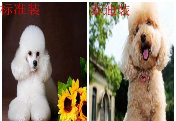 小型宠物狗有哪些品种