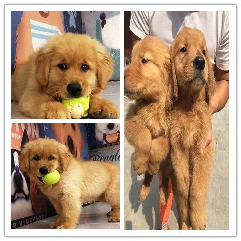 恩施宠物中心