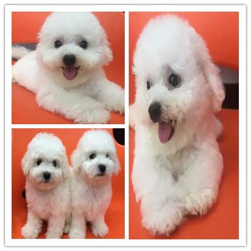 恩施宠物中心