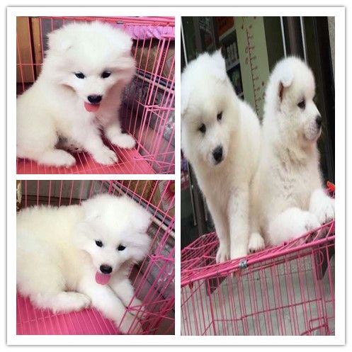 恩施宠物中心