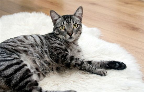 猫咪带铃铛会影响听力吗 什么样的猫需要带铃铛