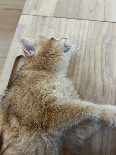 猫生活，慵懒得刚刚好