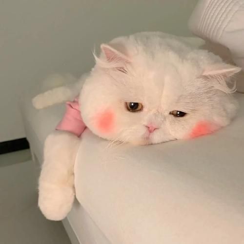 烟台宠物托运{猫咪狗狗} border-radius=