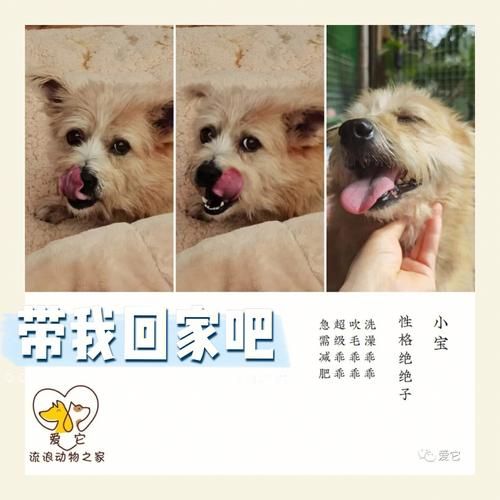 厦门宠物狗领养 厦门宠物狗领养中心