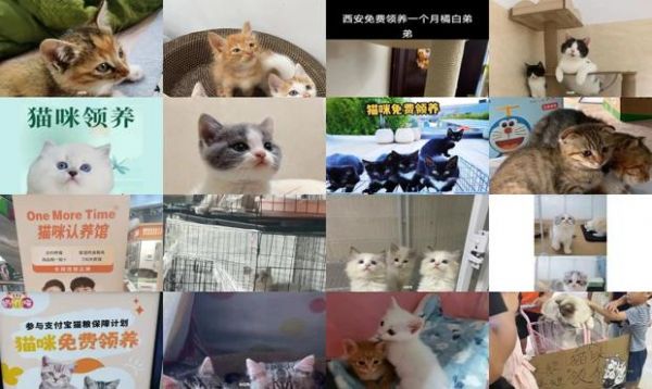 厦门宠物猫咪免费领养