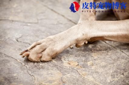 狗有几个脚趾头犬有多少个，狗狗有5个脚趾有什么说法