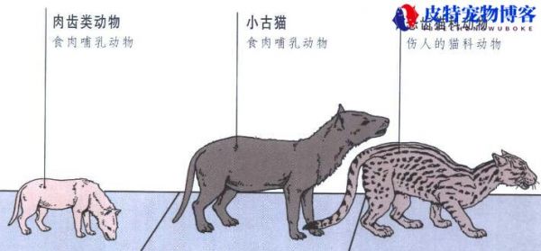 狗有几个脚趾头犬有多少个，狗狗有5个脚趾有什么说法