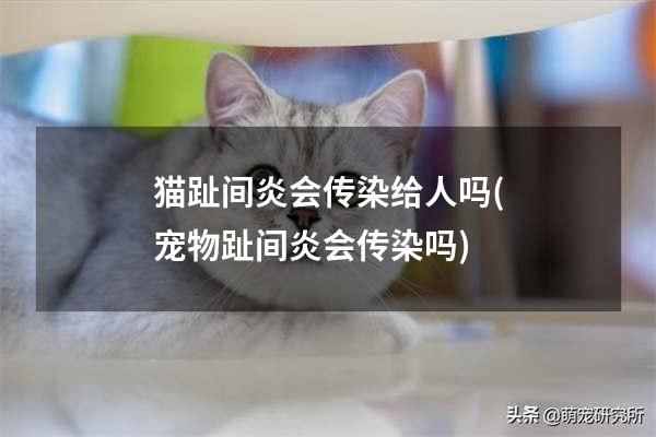 猫趾间炎会传染给人吗(宠物趾间炎会传染吗)