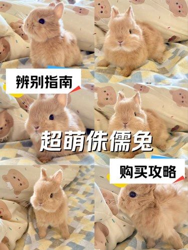 侏儒兔去哪儿买？可千万别被坑了！