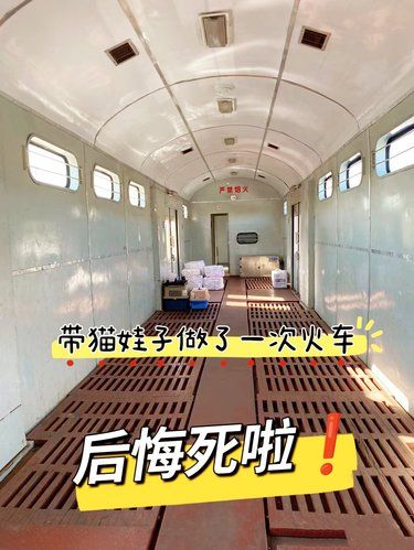 以后再也不用火车托运猫猫了